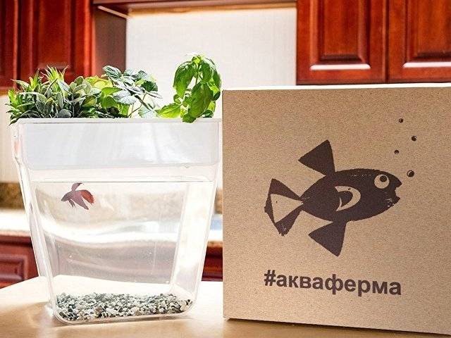 Набор для выращивания растений и ухода за рыбкой "Акваферма"